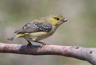 Forty spottedPardalote1530