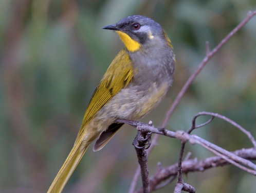 Yellow Throated Honeyeater - Chris Tzaros - Bruny Island Bird Festival