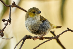 Forty-spotted Pardalote - Cindy Marple - Inala Nature Tours - Bruny Island Bird Festival