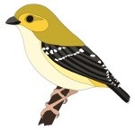 forty spotted pardalote
