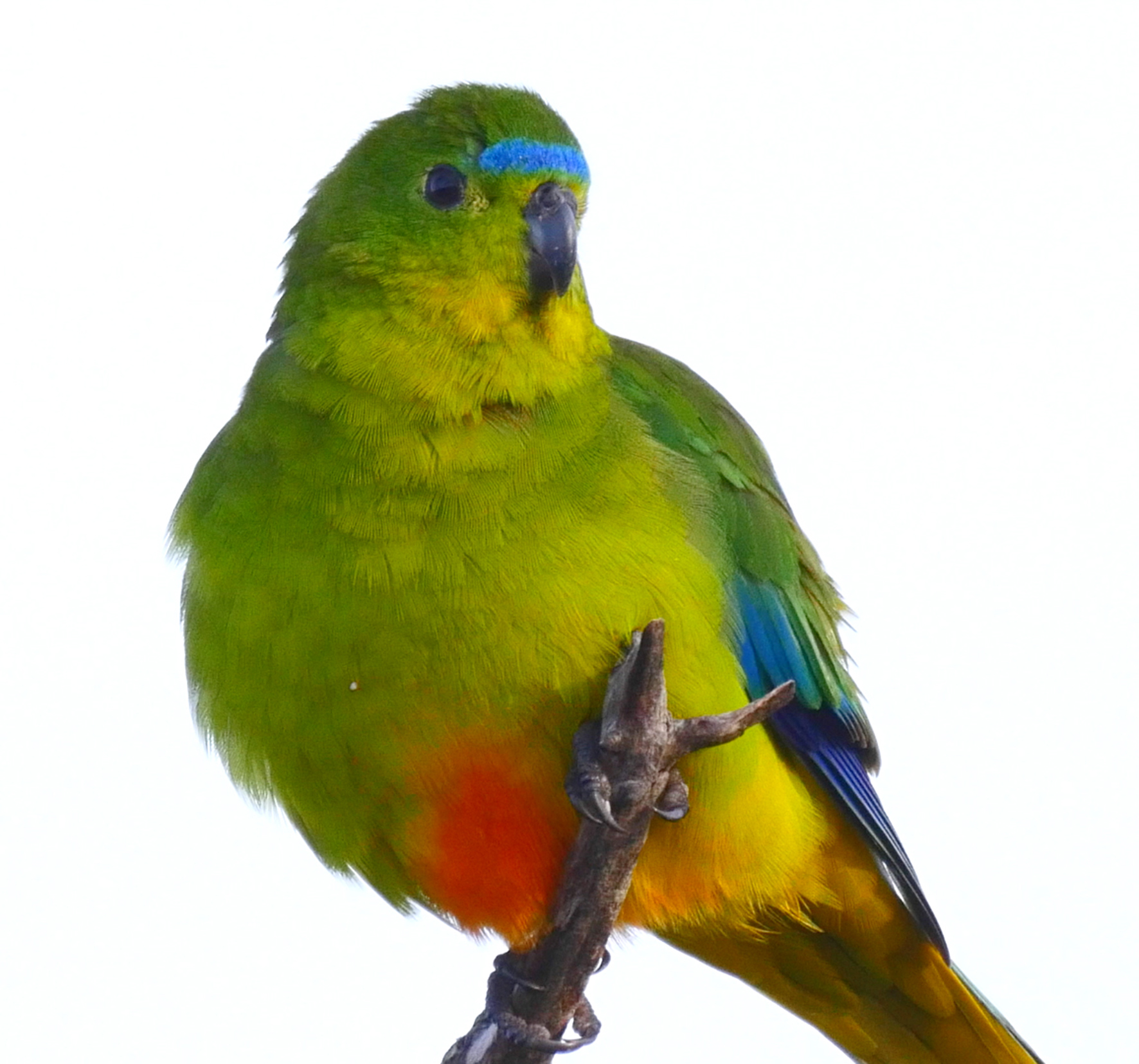 Orange bellied Parrot - David Neilson - Bruny Island Bird Festival