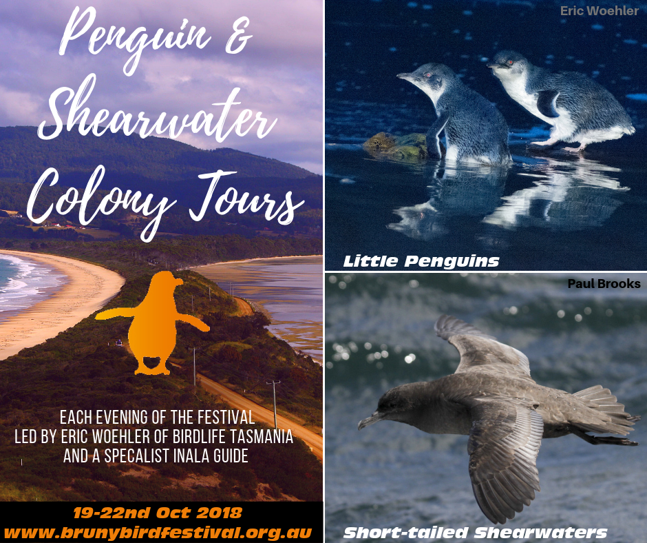 Penguin Shearwater Tours - Bruny Island Bird Festival