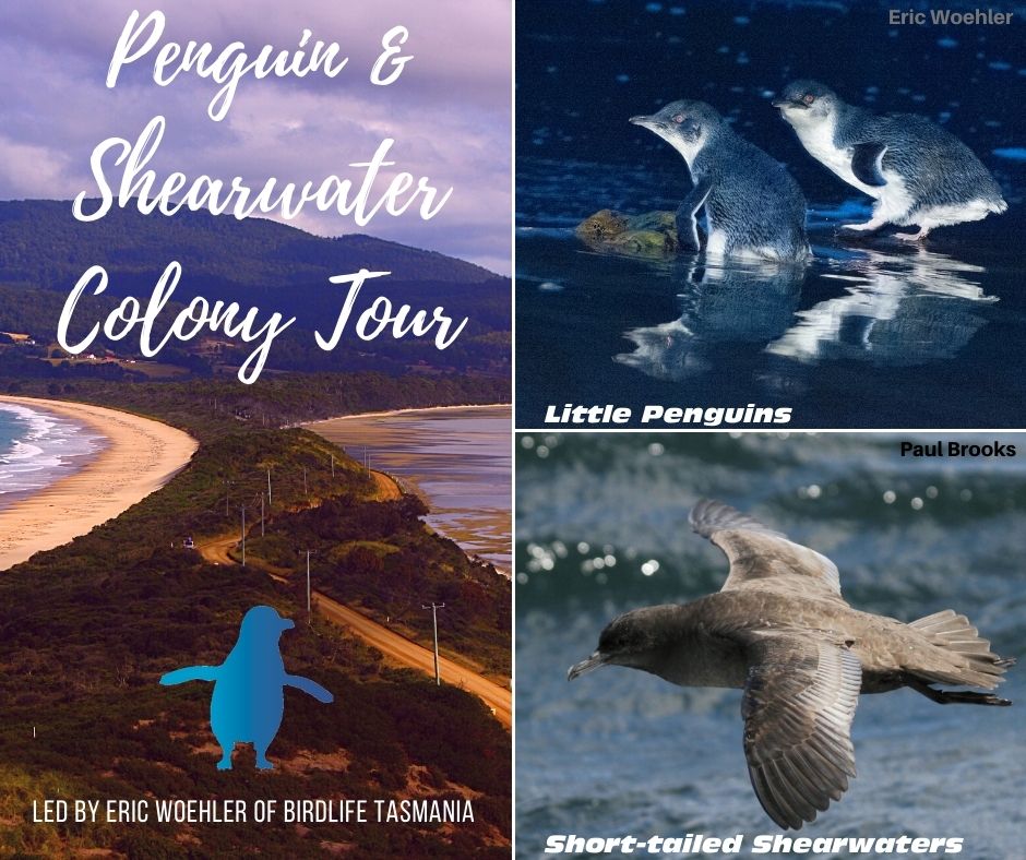 Penguin Shearwater Tours 2022